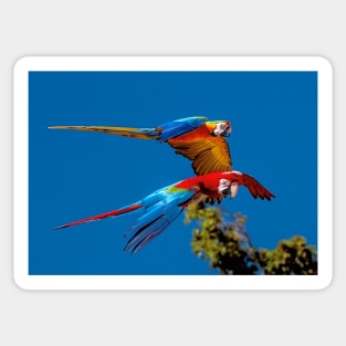 Macaws in flight Sticker